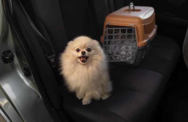 Les conseils du docteur zahra, docteur vétérinaire à marseille pour traiter le mal des transports chez le chien et le chat