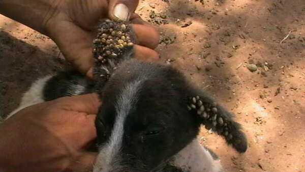 Les tiques sont dangereuses pour les animaux et les humains. Découvrez les maladies qu'elles transmettent, les moyens de prévention et les traitements pour protéger votre compagnon. Contactez votre vétérinaire à Marseille pour plus d'informations.