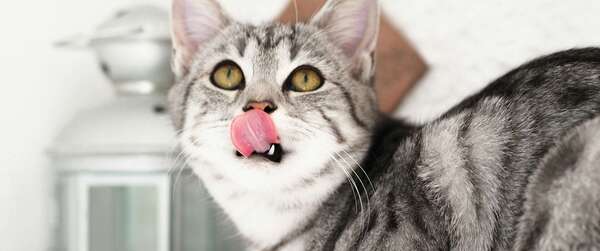 Mon chat ne mange plus : quand faut-il s’inquiéter ?