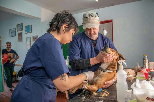 Santé animale : 8 erreurs courantes que les vétérinaires aimeraient vous aider à éviter