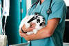 vétérinaire soignant lapin en clinique