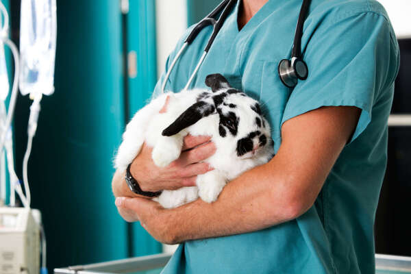 Mon lapin ne mange plus : pourquoi est-ce une urgence ?