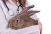 professionnel santé avec lapin brun et stéthoscope