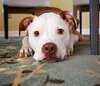 Comportement complex du chien en contexte familial