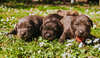 Chiots marron allongés dans lherbe illustrant irritations des coussinets