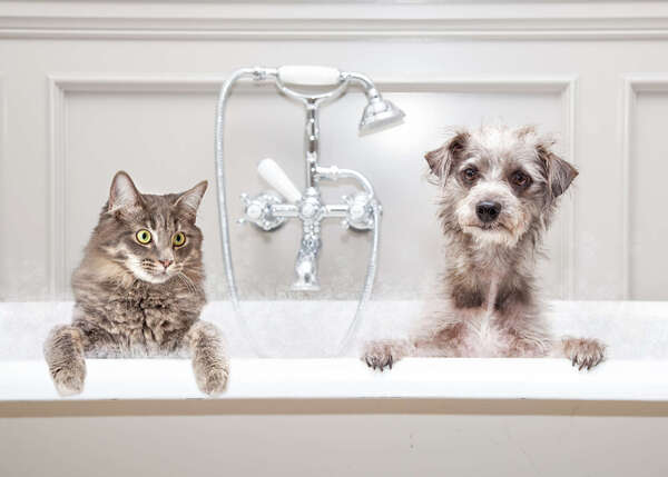 Faut-il laver son chien ou son chat ? À quelle fréquence ?
