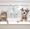 chat et chien dans baignoire bulles autour brossage régulier