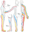 dermatome