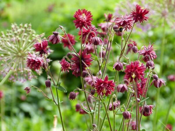 Que savoir sur notre système immunitaire ?