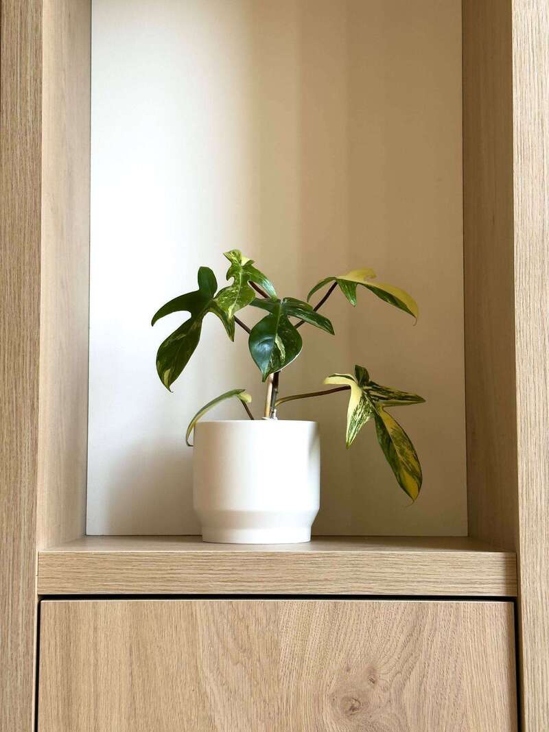 fcf8dab2-86e9-44b5-a958-624808a3a921