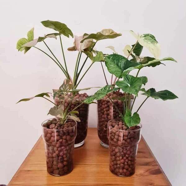 Quelles sont les différentes méthodes de culture des plantes d’intérieur (terre, eau, hydroculture ...) ?