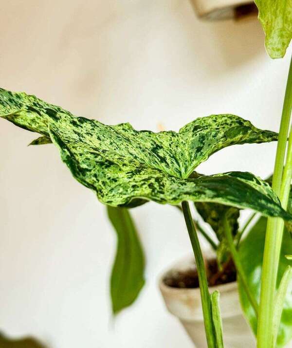 Humidité et plantes d'intérieur : ce qu'il faut savoir 