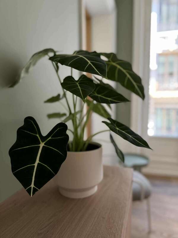 Plante d’intérieur : les erreurs à éviter au moment de l’achat