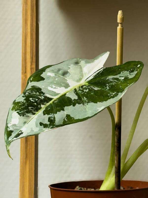 Végétalisation de vitrines et magasins à Lyon : attirez l’œil grâce aux plantes