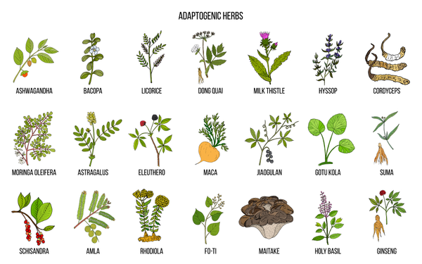Les plantes adaptogènes | Blog