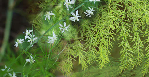 Le shatavari : plante du déséquilibre hormonal