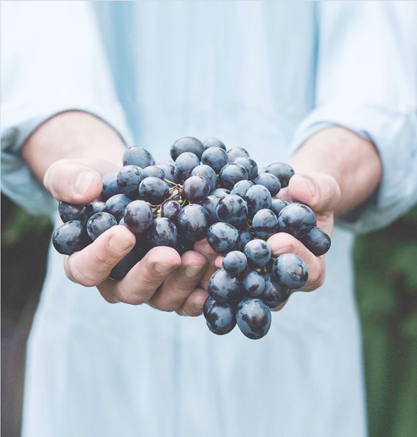 La monodiète raisin, une cure idéale pour détoxifier son organisme