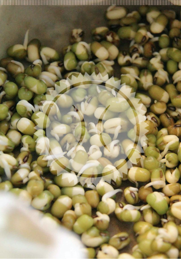 Haricots Mungo Germés