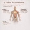 Schéma du système nerveux autonome