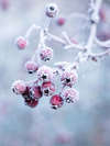 Traverser l'hiver en douceur