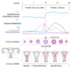 Le cycle menstruel