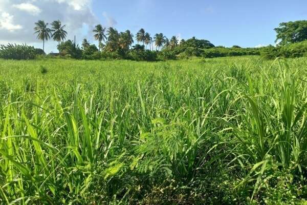 Indice des prix à la consommation en Guadeloupe - Année 2024