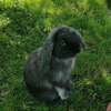 lapin