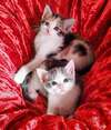 Informations pratiques de Clinique Veterinaire du Valier