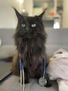 Bienvenue sur le site de Clinique Veterinaire du Valier