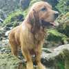 chien