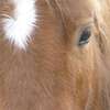 cheval