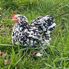 coq