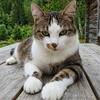 chat