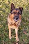 grand chien marron assis