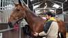 Soins vétérinaires pour chevaux à la Clinique du Parc