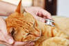 Animaux de compagnie soins vétérinaire pour chats
