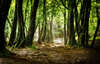 Chemin forestier symbolisant le parcours naturel contre ostéoporose