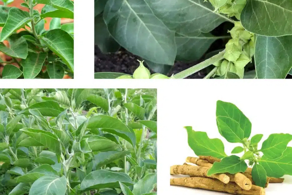 Ashwagandha : une alliée après 50 ans et à la ménopause
