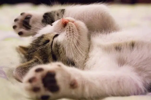 Le Sommeil : miroir de vos journées