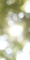 Lumières vertes et soleil traversant feuilles pour préparation séance