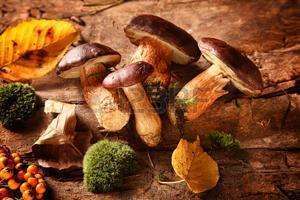 Les attraits des champignons