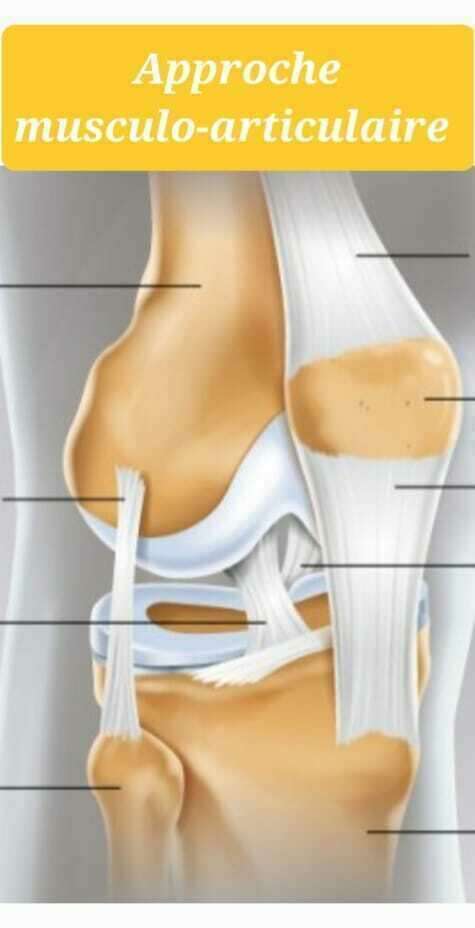Approche musculo-articulaire