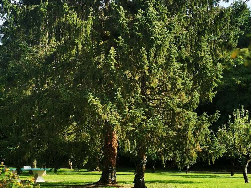 l_ecurie_d_emma_77_parc_01