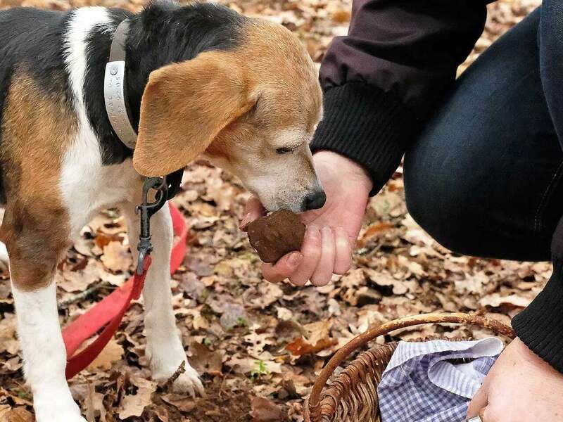 truffle-dog-3828347_1280