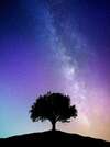 arbre la nuit