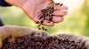 grains de café noirs