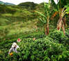 producteur de café cultivant des cerises de café sous le soleil tropical