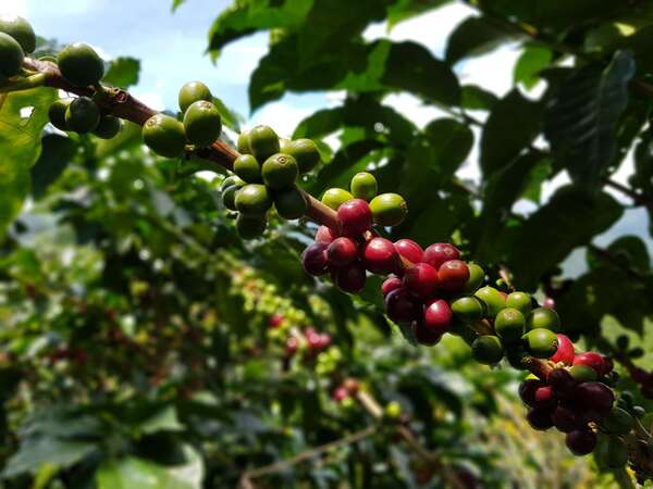 Les métiers du café : qui se cache derrière votre tasse ?