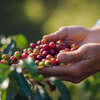 collecte cerise de café