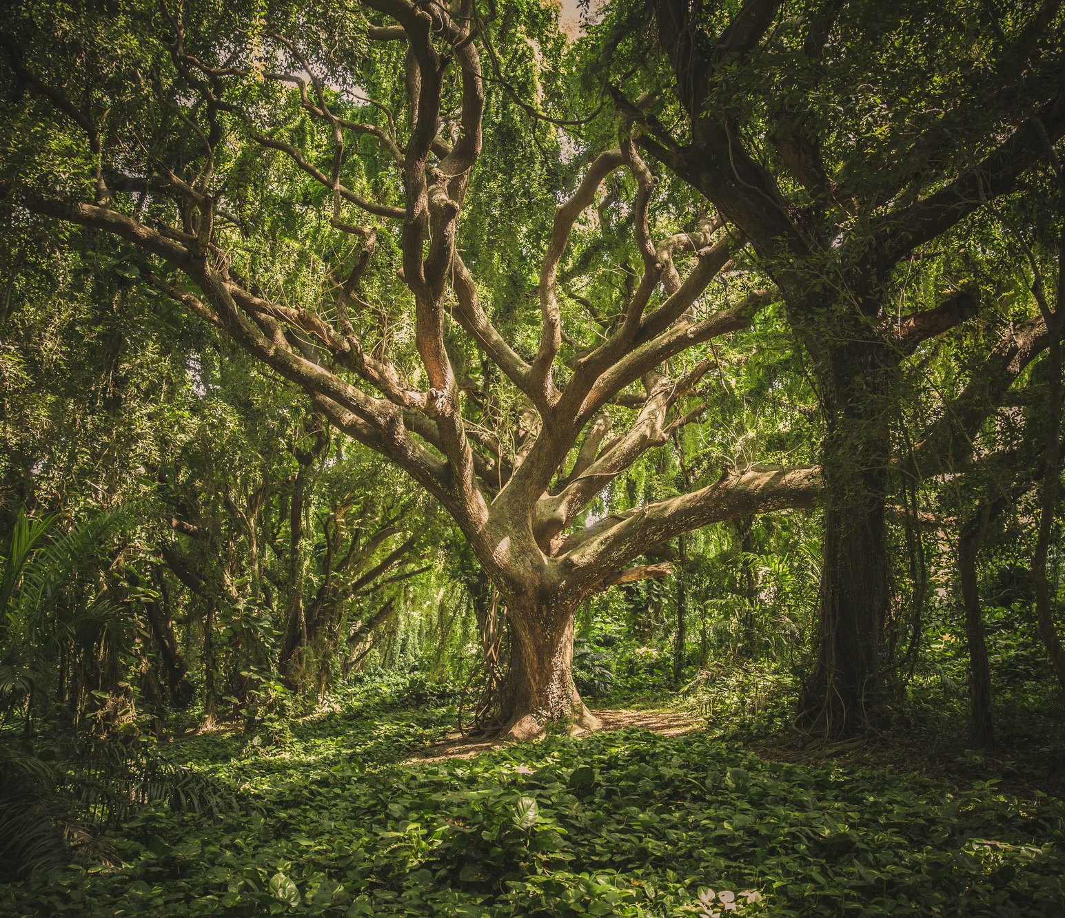 La sophro-analyse des mémoires cellulaires